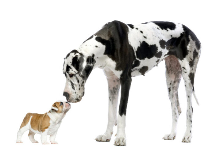 How to Upload Large Files to WordPress Forms